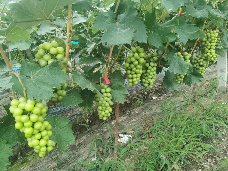 肥东县梁园镇阳光玫瑰甜蜜蓝宝石种植基地