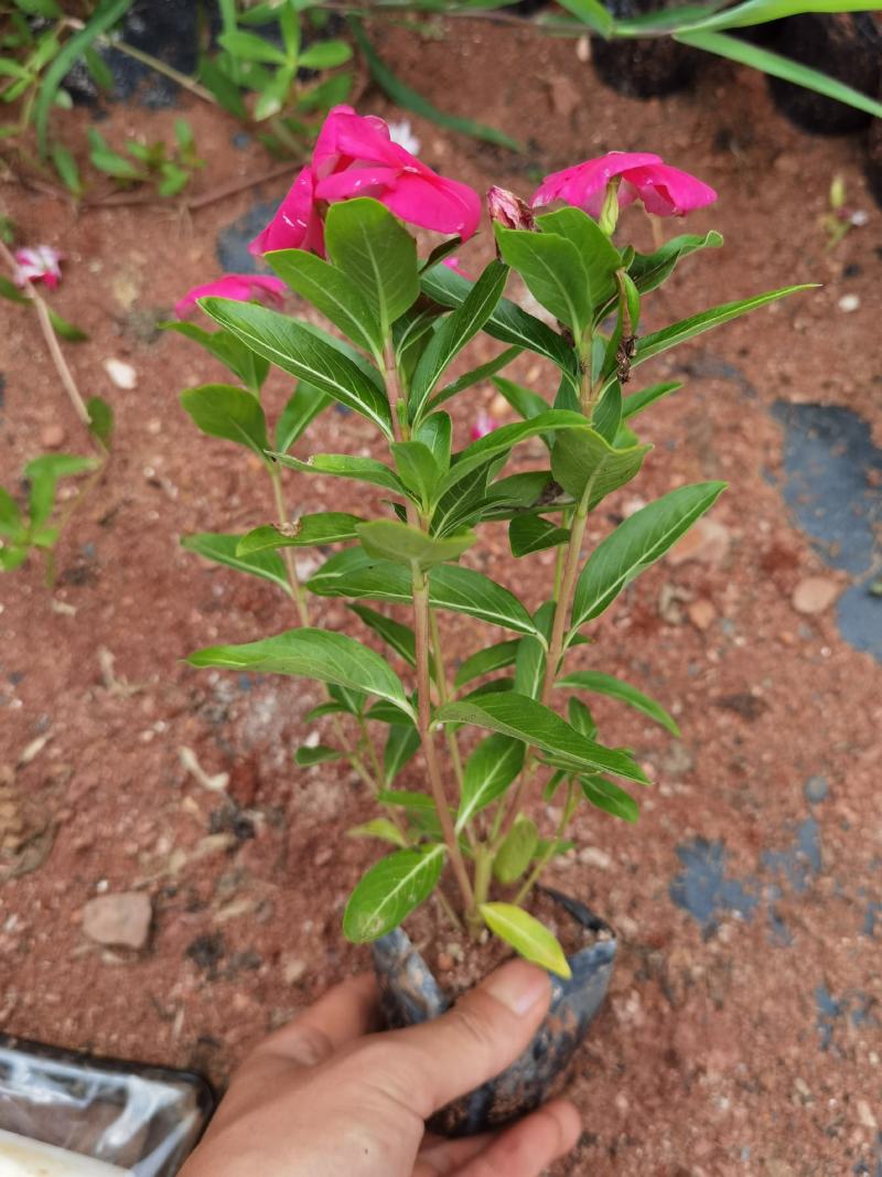 长春花，长春花杯苗，长春花一手货源粉色长春花