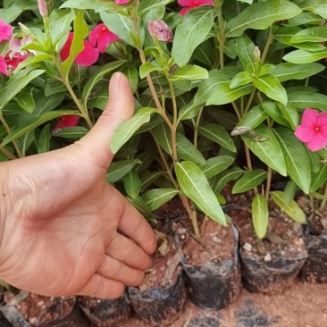 长春花，长春花杯苗，长春花一手货源粉色长春花