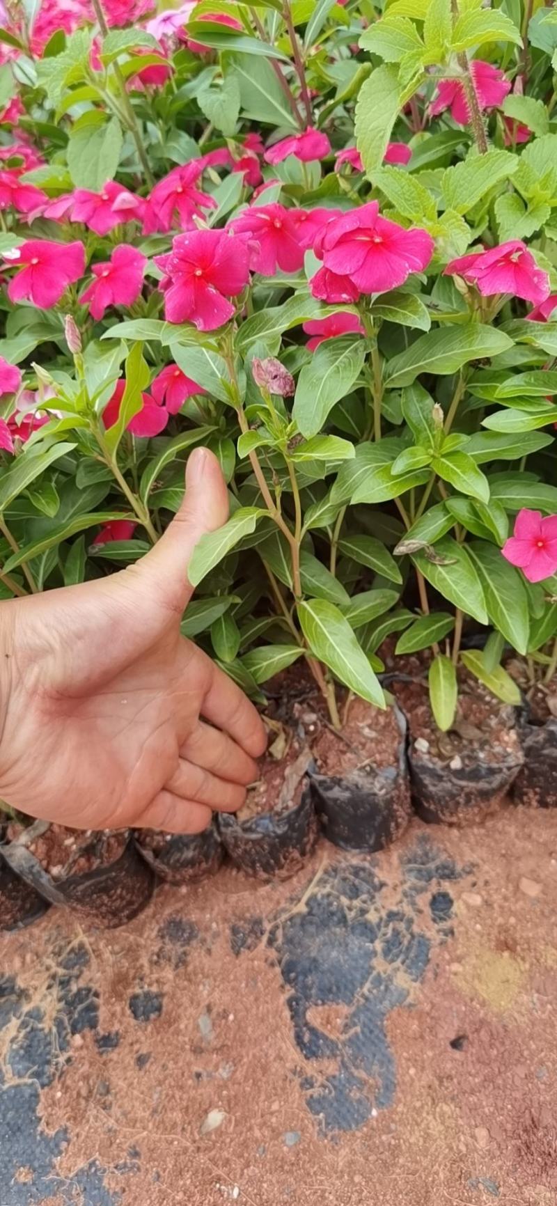 长春花，长春花杯苗，长春花一手货源粉色长春花