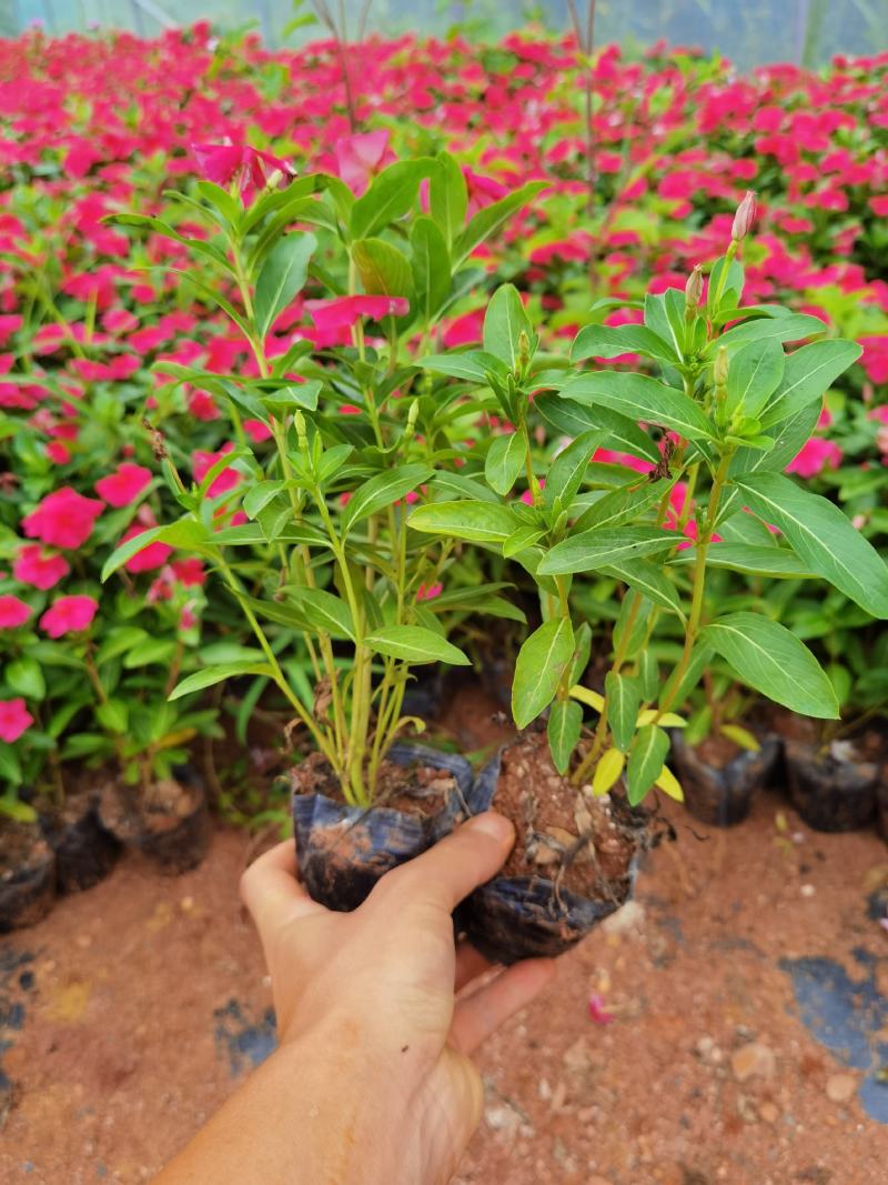 长春花，长春花杯苗，长春花一手货源粉色长春花