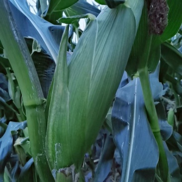 大量黄粘、白黏苞米，软糯香甜