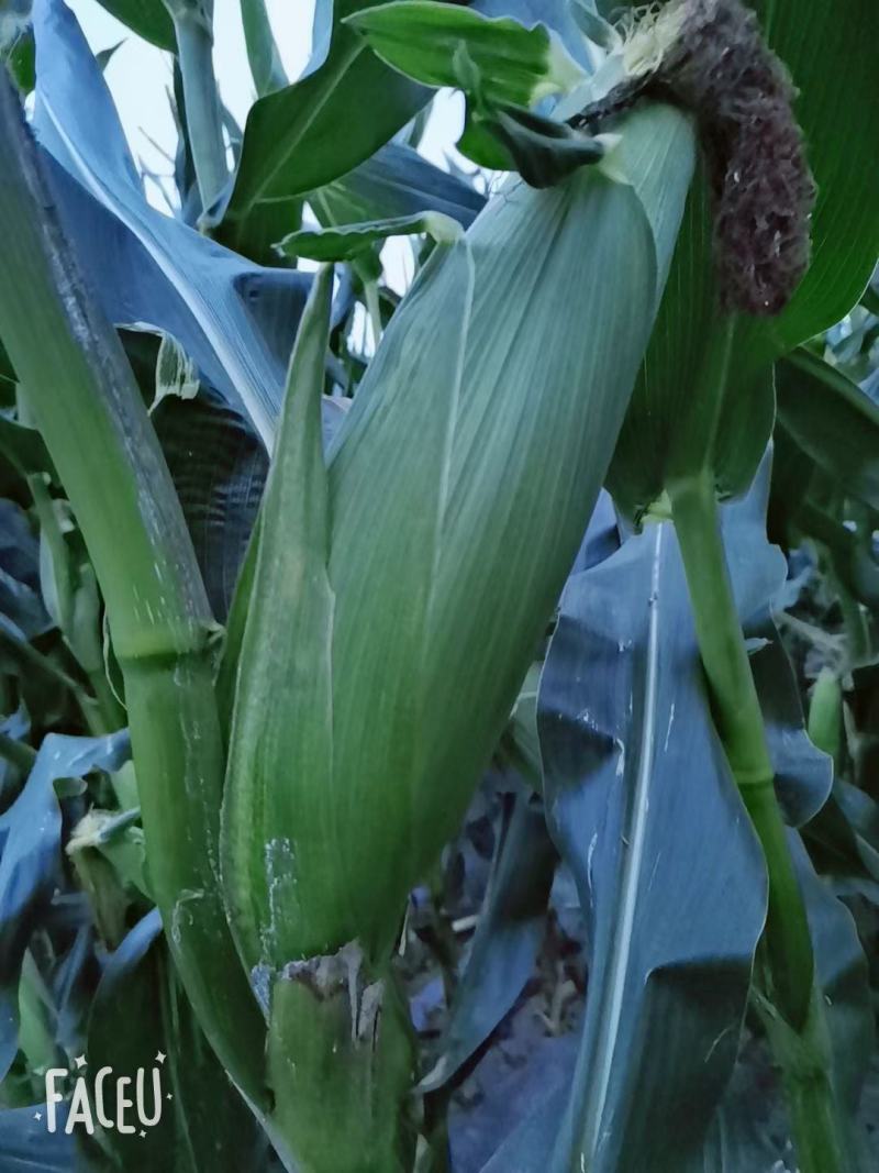 大量黄粘、白黏苞米，软糯香甜