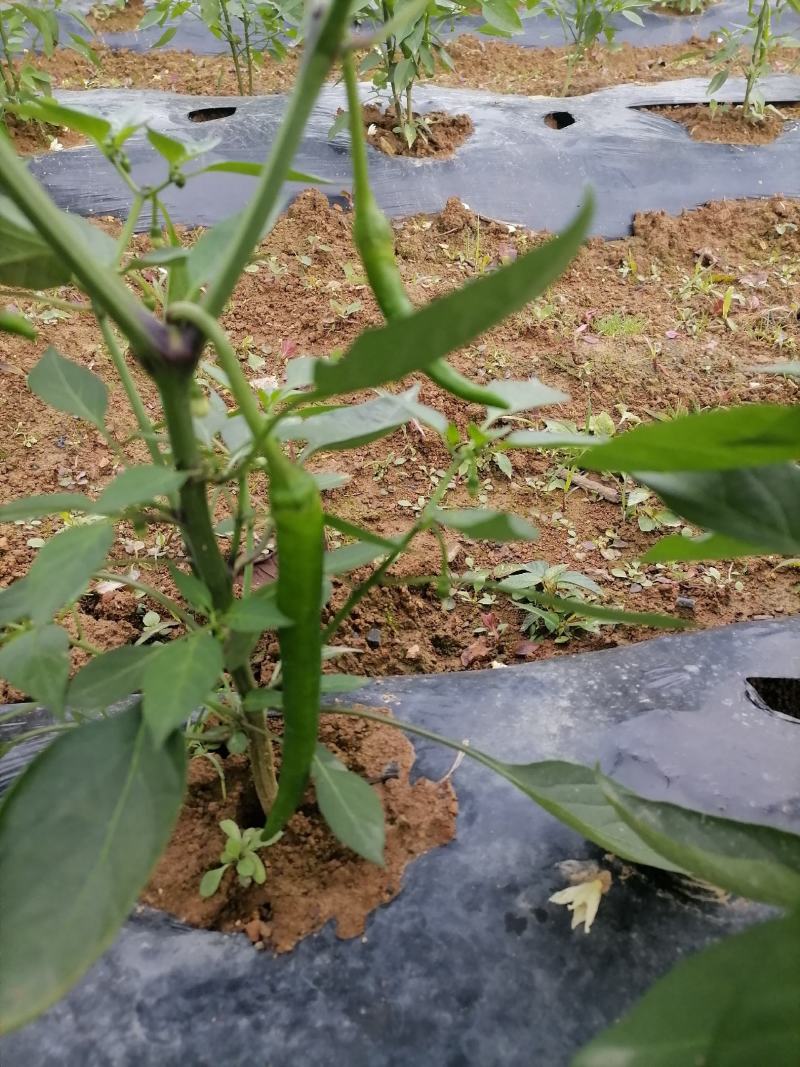 杭椒