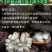 大凉山老树核桃，2025新鲜湿核桃，青皮/薄皮，一件代发