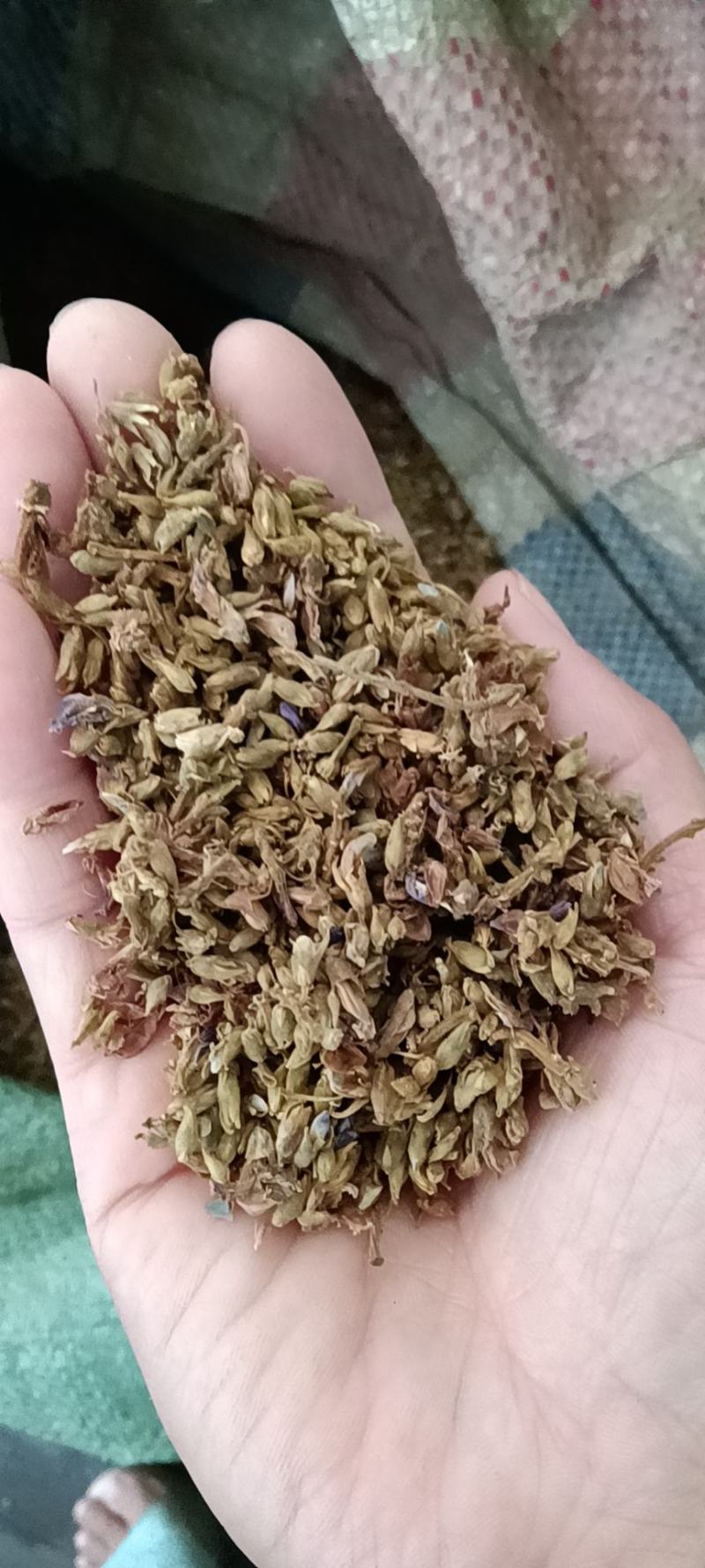 葛花，细花