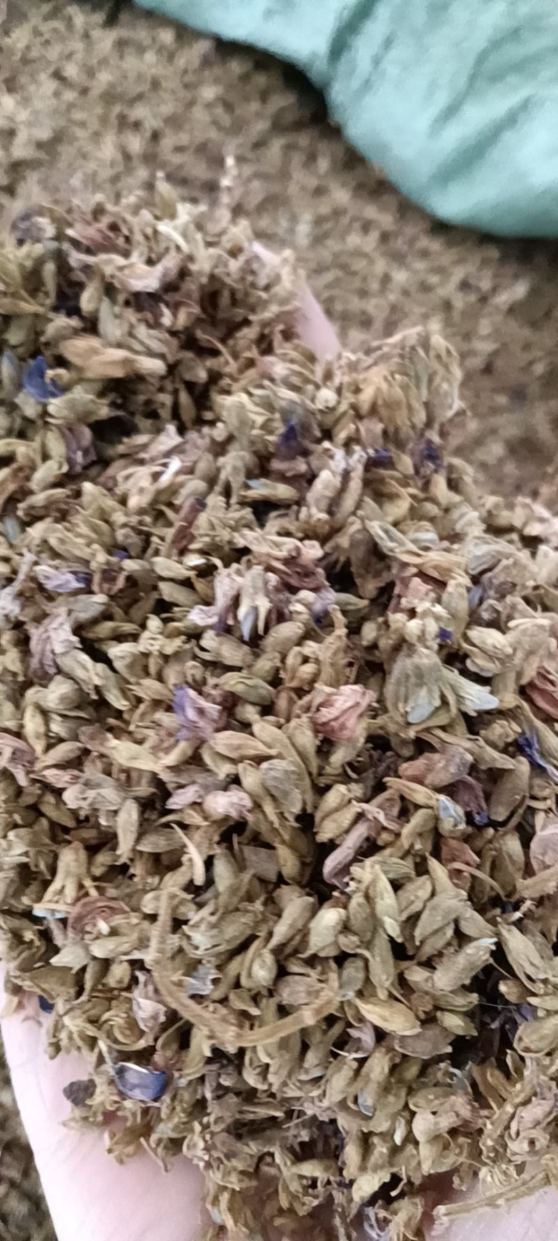 葛花，细花