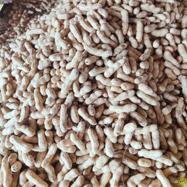 精品四粒红鲜花生，籽粒饱满，过筛子手选果，供应超市市场