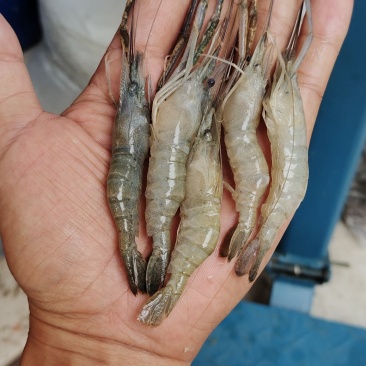 河虾冻品大河虾