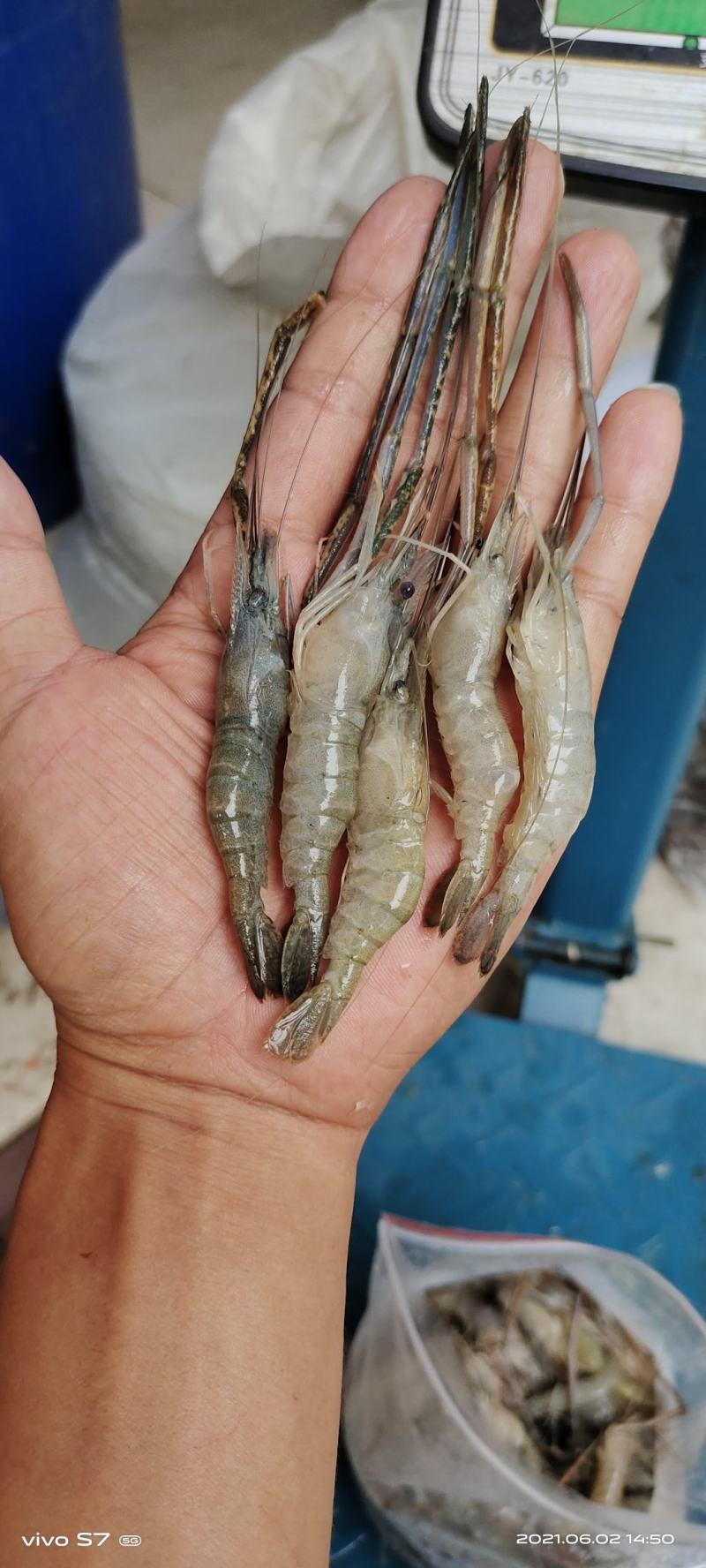 河虾冻品大河虾