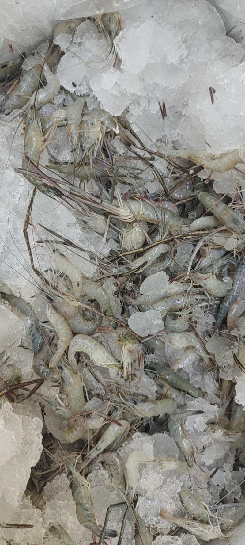河虾冻品大河虾