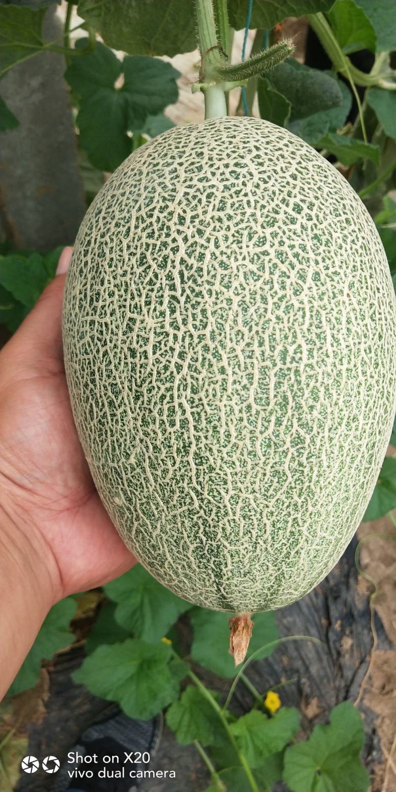 晓密25，货源充足，常年供货