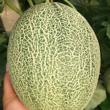 晓密25，货源充足，常年供货