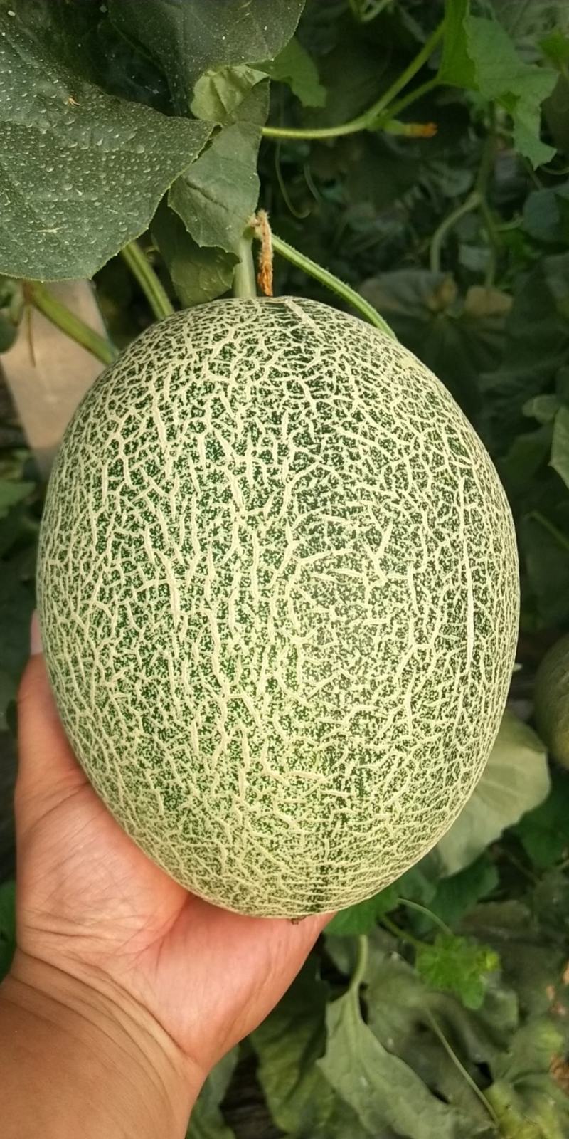 晓密25，货源充足，常年供货