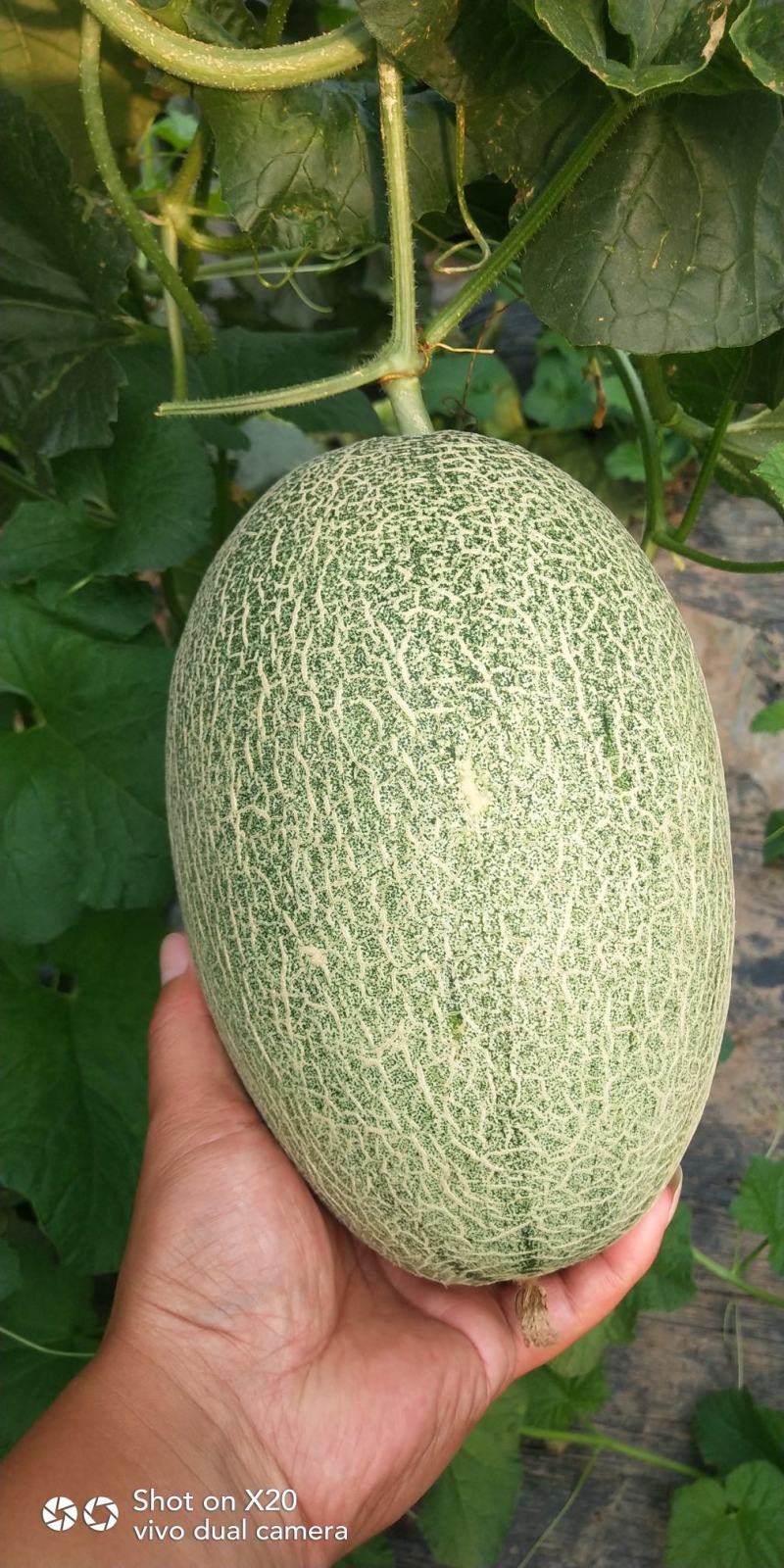 晓密25，货源充足，常年供货