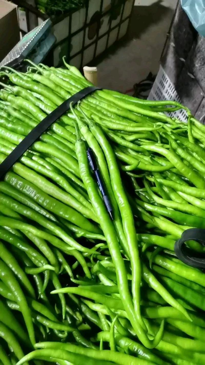 精品线椒，量大从优！保质保量！可视频看货，也可实地考察！