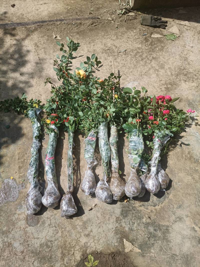 藤本月季爬藤月季常做花墙，花架，走廊，拱门大小规格都有