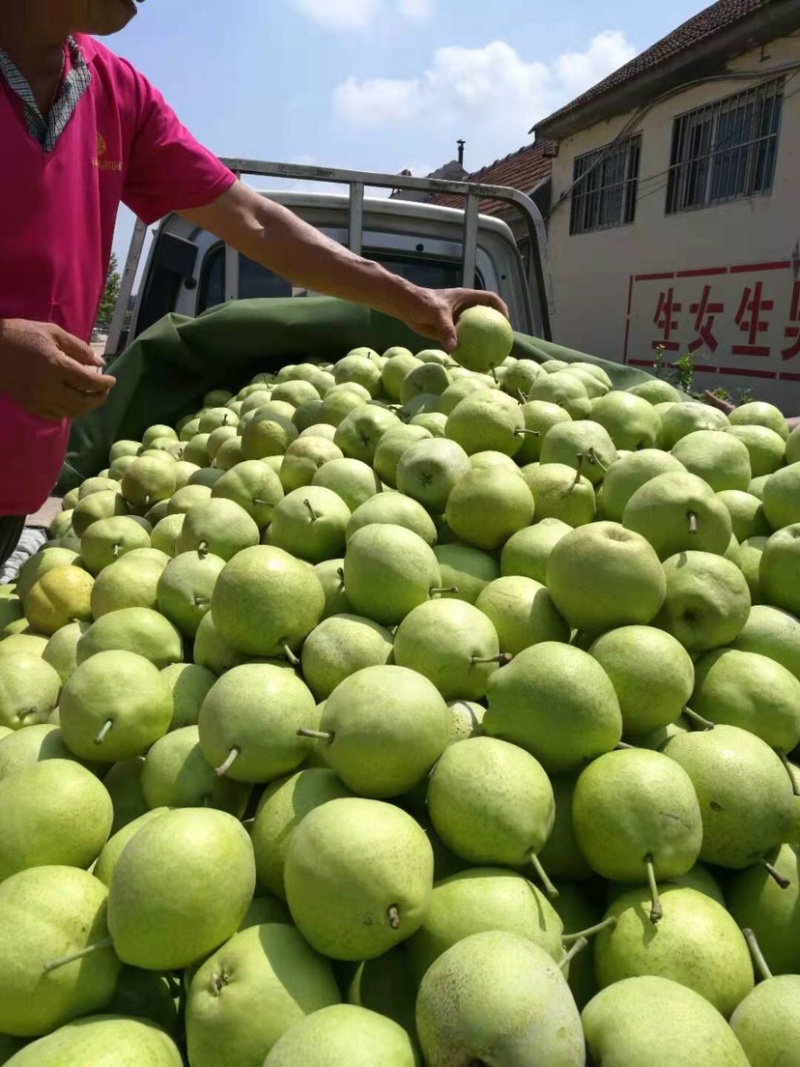 昌邑市精品绿宝石梨产地直供支持全国发货