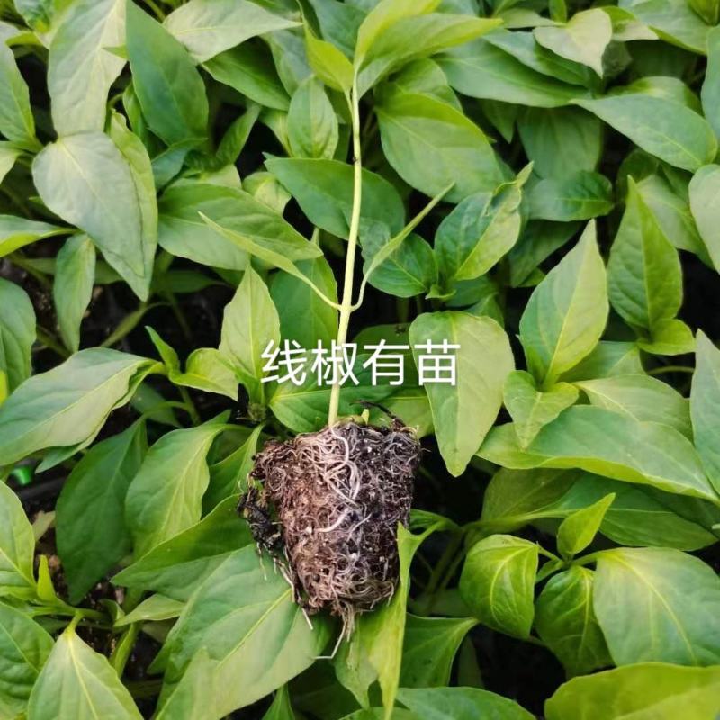 广西产地直销辣椒苗常年供应