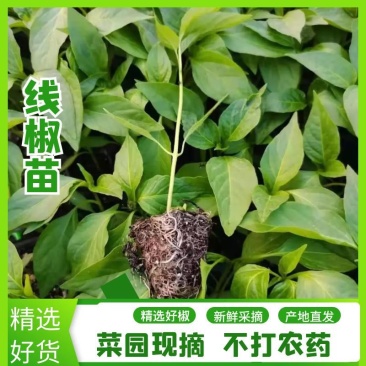 广西产地直销辣椒苗常年供应