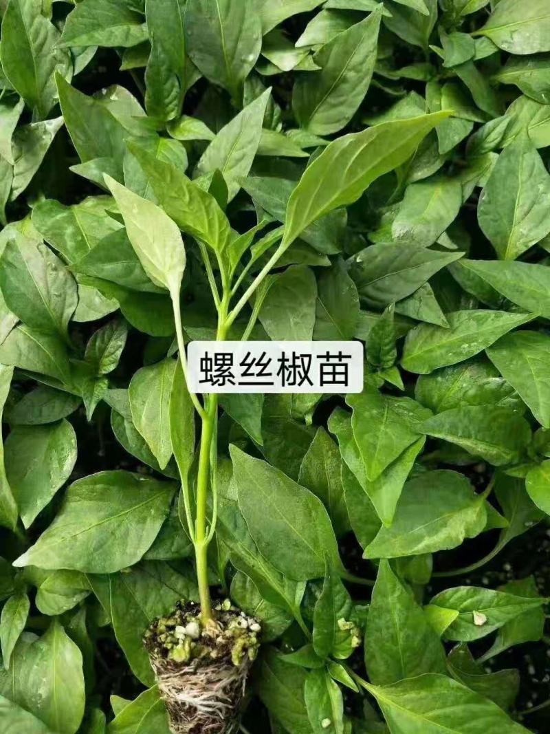 广西产地直销辣椒苗常年供应