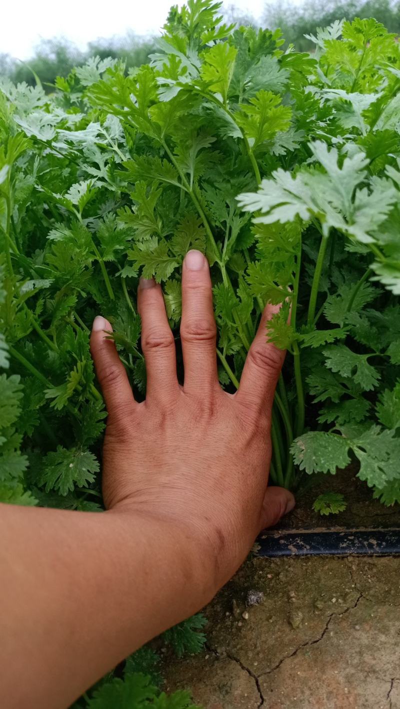 大叶香菜山东潍坊香菜，一手货源欢迎与我咨询，保证质量。