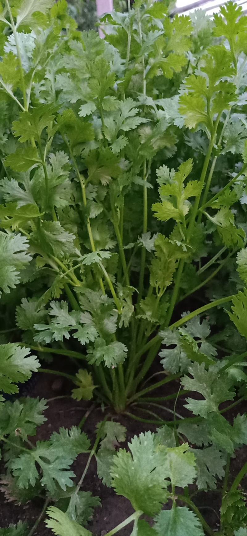 大叶香菜山东潍坊香菜，一手货源欢迎与我咨询，保证质量。