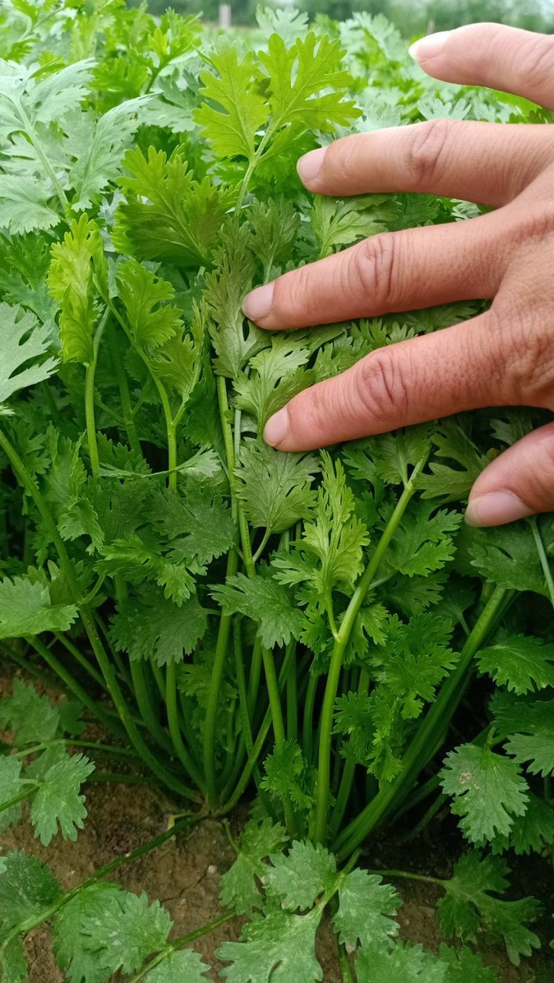 大叶香菜山东潍坊香菜，一手货源欢迎与我咨询，保证质量。