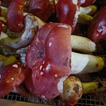 红菇