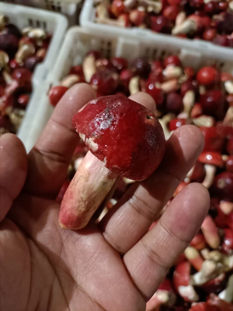 红菇