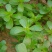新鲜马齿苋马蜂菜五行草野生马苋菜现挖蚂蚱菜野菜长寿菜冰鲜