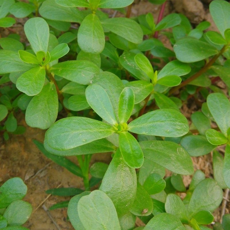 新鲜马齿苋马蜂菜五行草野生马苋菜现挖蚂蚱菜野菜长寿菜冰鲜