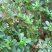 新鲜马齿苋马蜂菜五行草野生马苋菜现挖蚂蚱菜野菜长寿菜冰鲜
