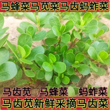 新鲜马齿苋马蜂菜五行草野生马苋菜现挖蚂蚱菜野菜长寿菜冰鲜