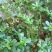 新鲜马齿苋马蜂菜五行草野生马苋菜现挖蚂蚱菜野菜长寿菜冰鲜