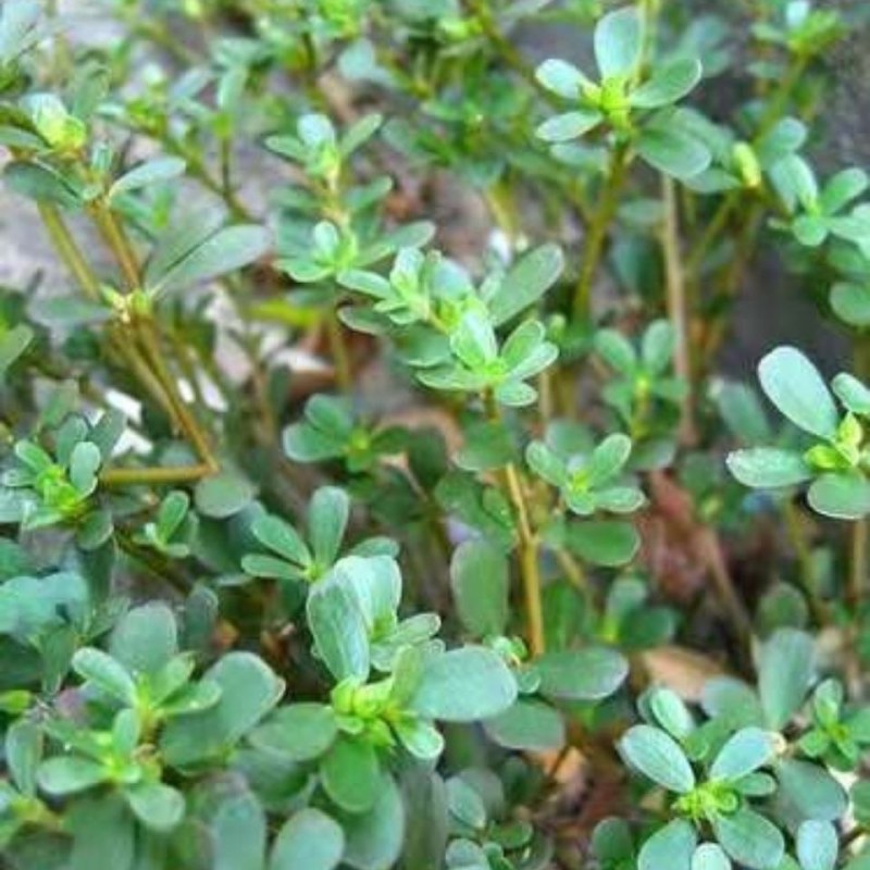 新鲜马齿苋马蜂菜五行草野生马苋菜现挖蚂蚱菜野菜长寿菜冰鲜