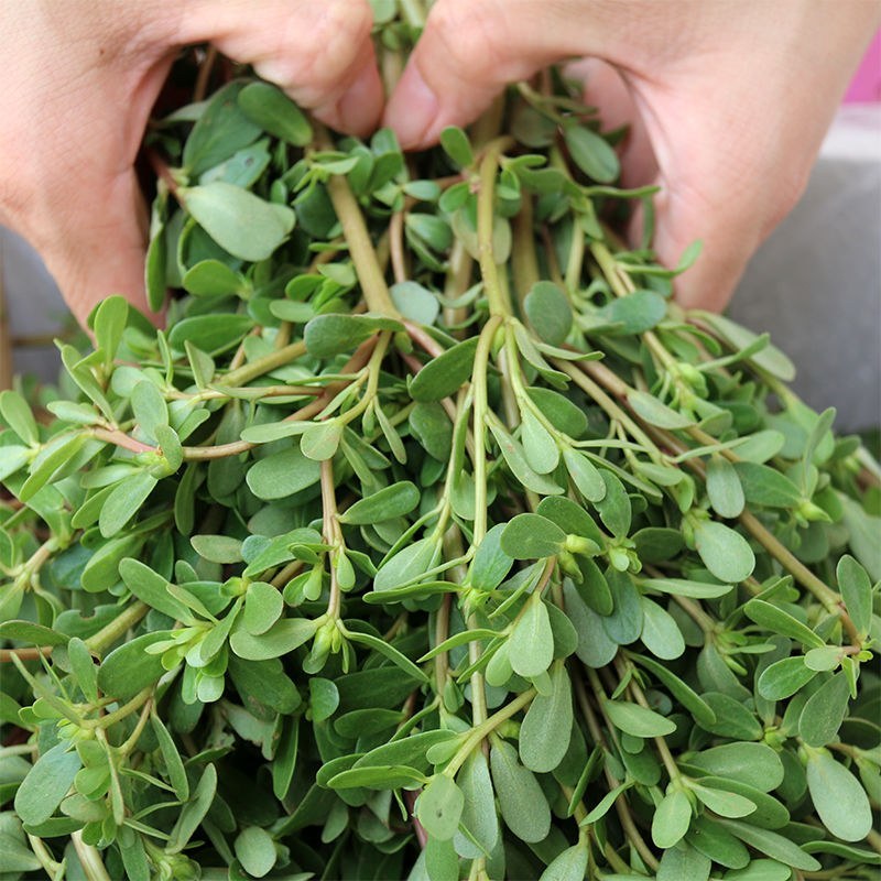 新鲜马齿苋马蜂菜五行草野生马苋菜现挖蚂蚱菜野菜长寿菜冰鲜