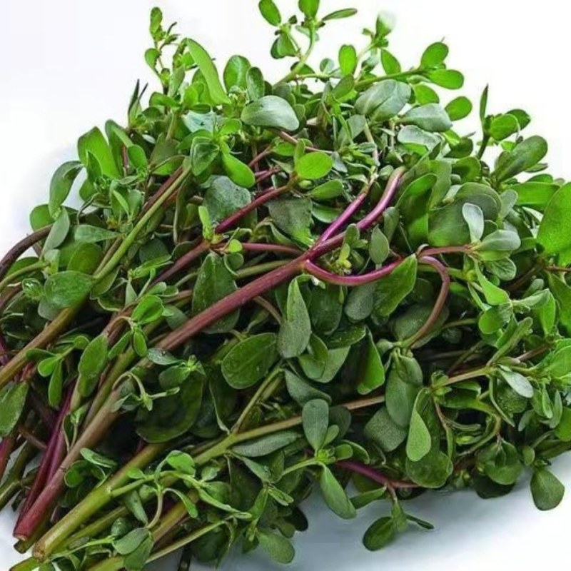 新鲜马齿苋马蜂菜五行草野生马苋菜现挖蚂蚱菜野菜长寿菜冰鲜