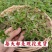 新鲜马齿苋马蜂菜五行草野生马苋菜现挖蚂蚱菜野菜长寿菜冰鲜