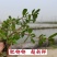 新鲜马齿苋马蜂菜五行草野生马苋菜现挖蚂蚱菜野菜长寿菜冰鲜