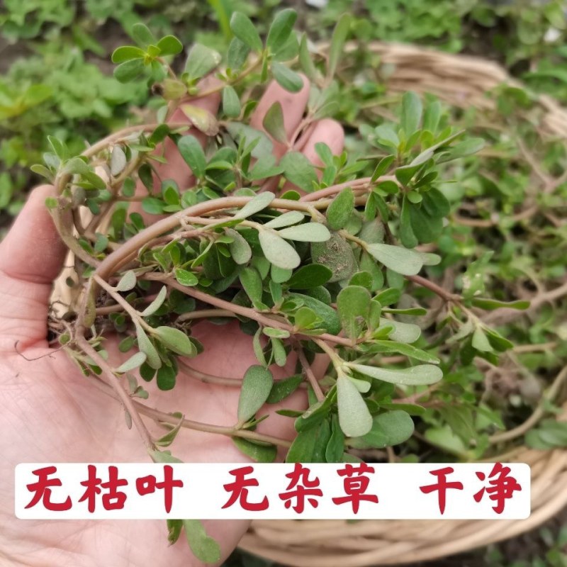 新鲜马齿苋马蜂菜五行草野生马苋菜现挖蚂蚱菜野菜长寿菜冰鲜
