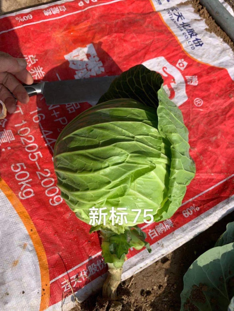 新标75，雪地越冬甘蓝种子，种子大量有货