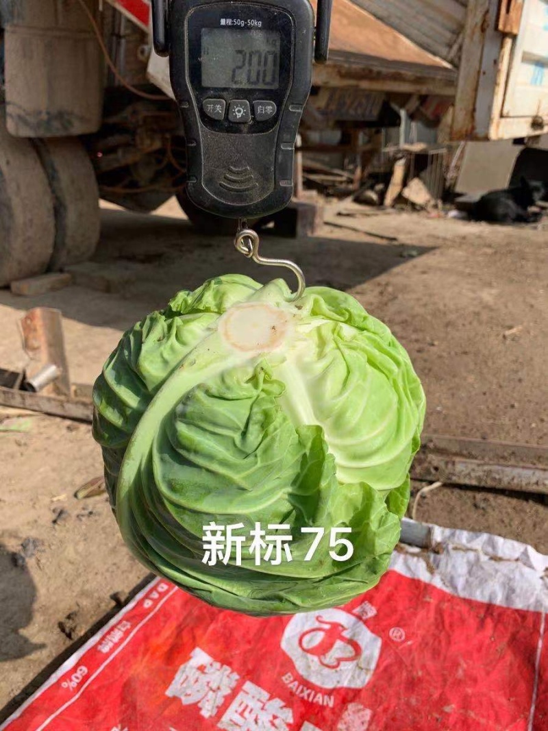 新标75，雪地越冬甘蓝种子，种子大量有货