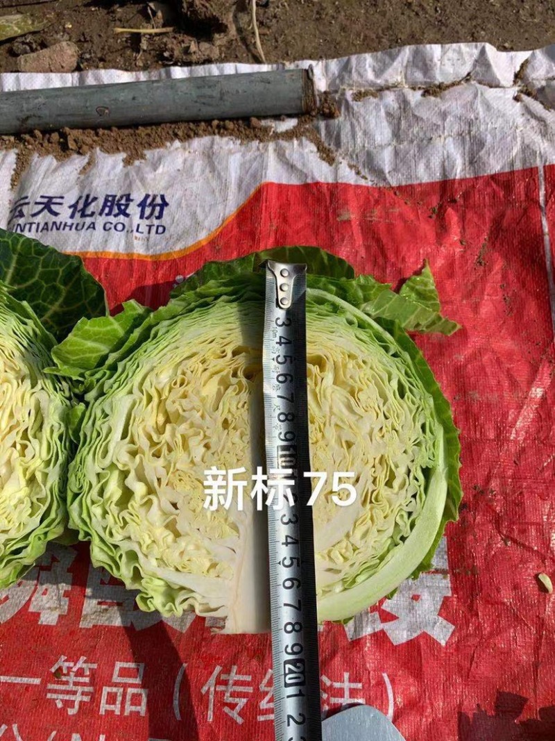 新标75，雪地越冬甘蓝种子，种子大量有货