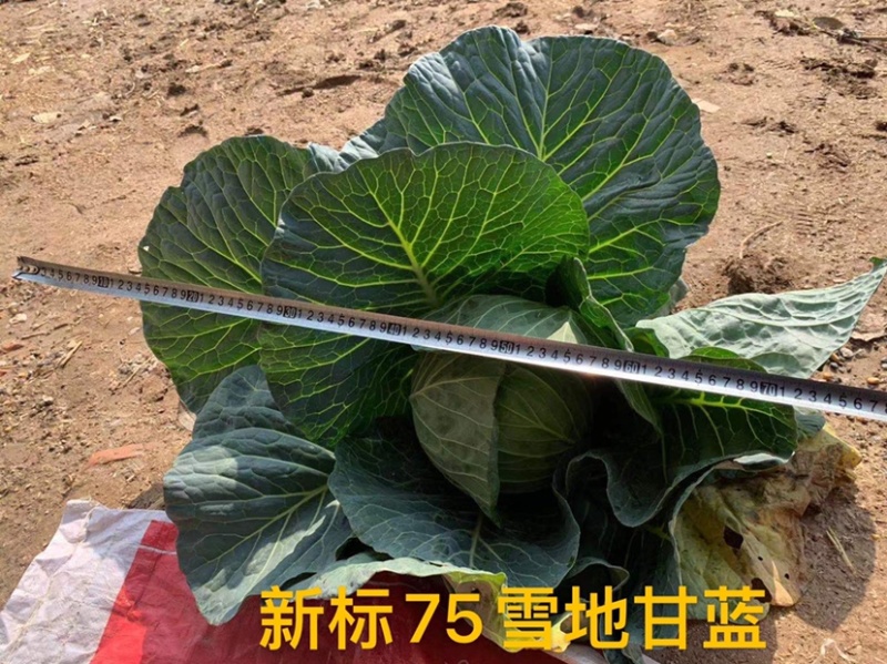 新标75，雪地越冬甘蓝种子，种子大量有货