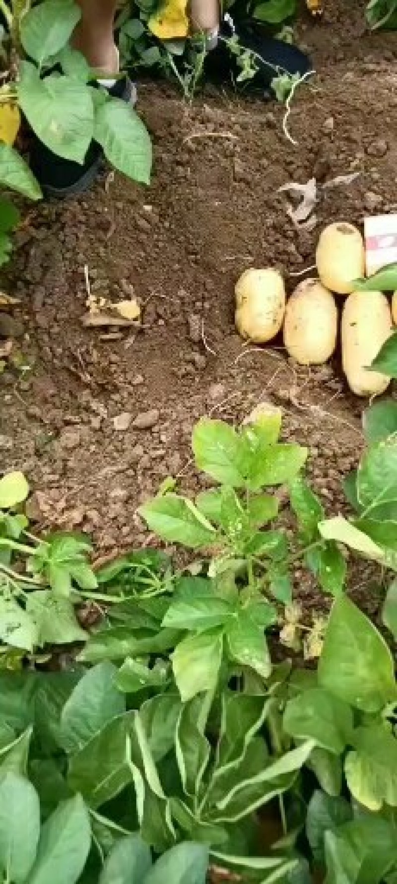 代办山东青岛区域菏兰土豆十五系列！品种多个！量大价依！