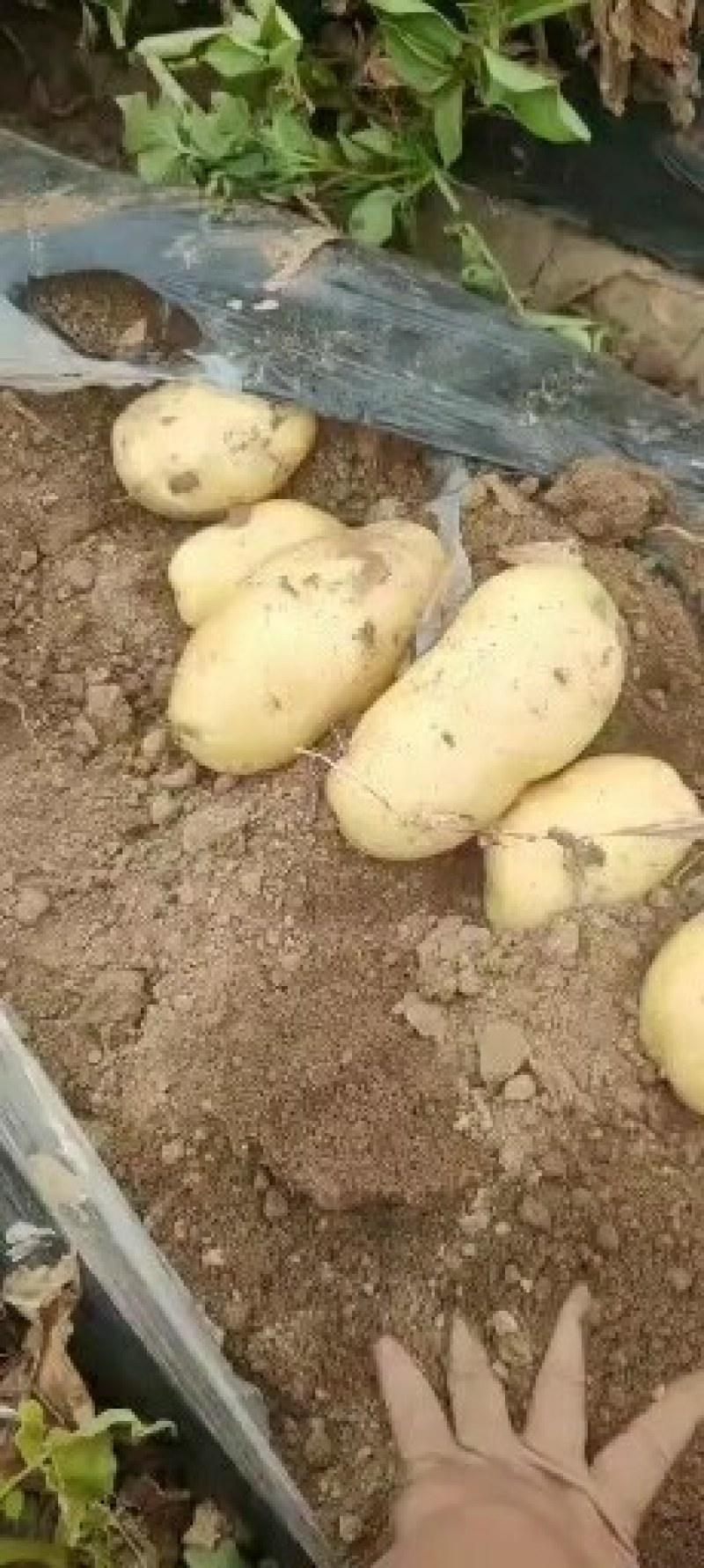 代办山东青岛区域菏兰土豆十五系列！品种多个！量大价依！