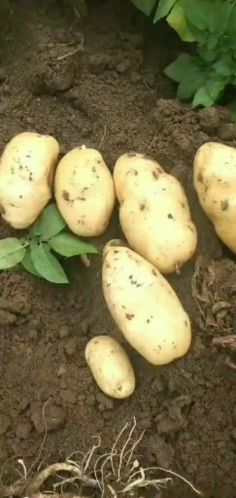 代办山东青岛区域菏兰土豆十五系列！品种多个！量大价依！