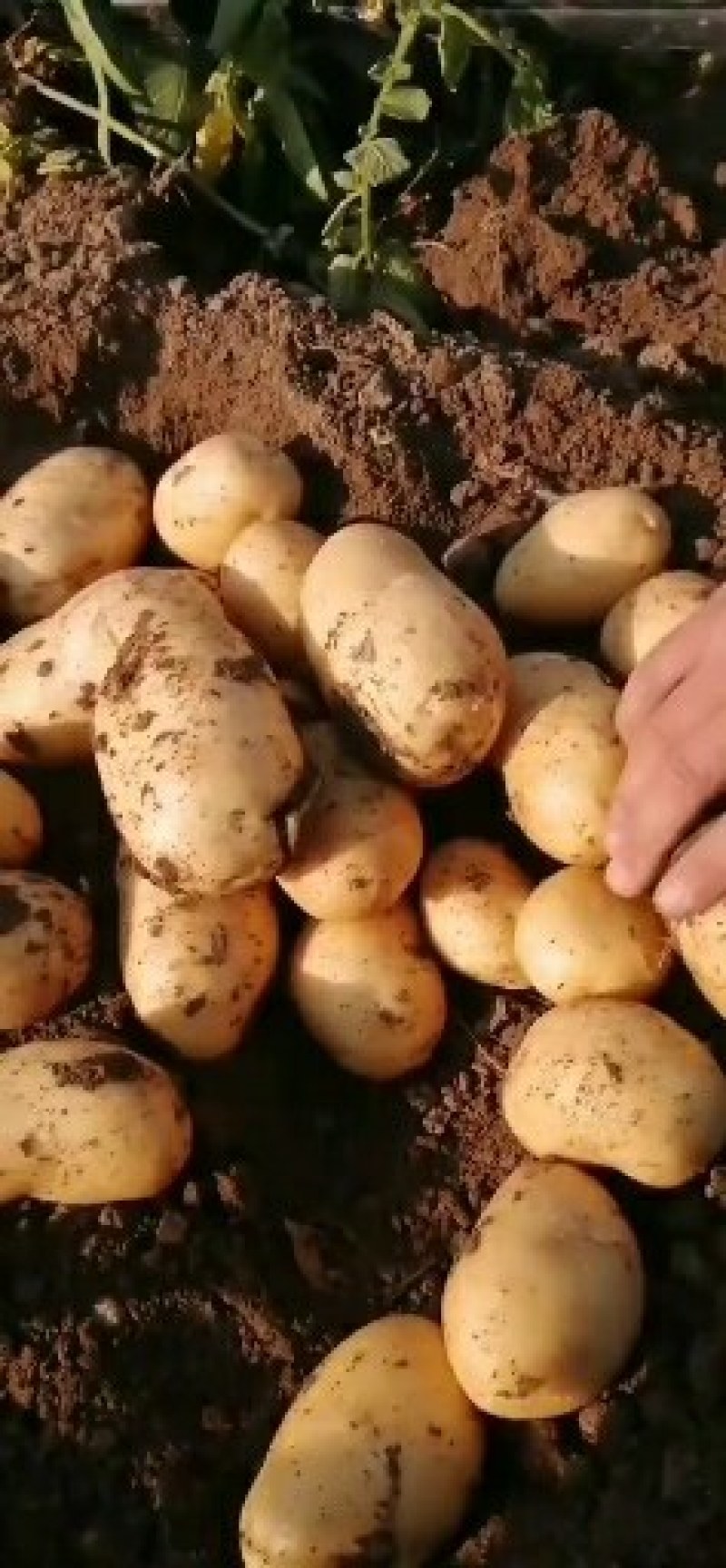 代办山东青岛区域菏兰土豆十五系列！品种多个！量大价依！