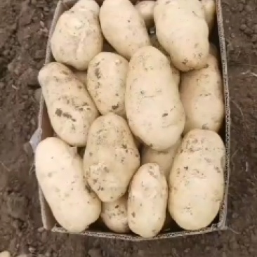 代办山东青岛区域菏兰土豆十五系列！品种多个！量大价依！